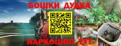 сатива Новозыбков