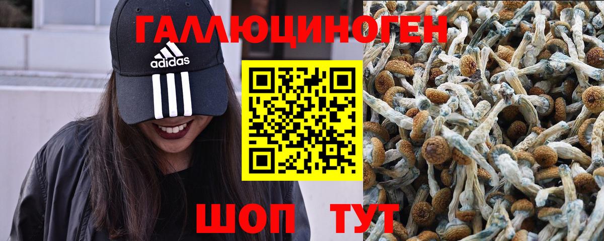 Псилоцибиновые грибы прущие грибы Тверь